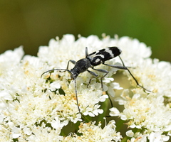 Chlorophorus figuratus