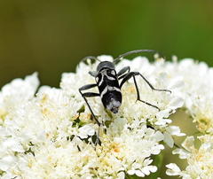Chlorophorus figuratus