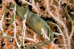 Apristurus brunneus