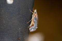 Loxostege albiceralis