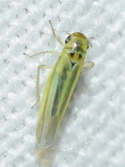 Zyginidia scutellaris
