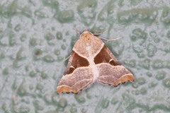 Plataea blanchardaria