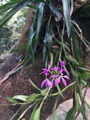 Epidendrum flexuosum