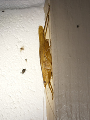 Bucrates malivolans
