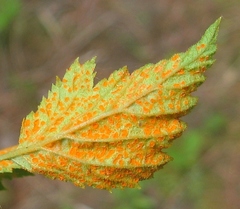 Phragmidium rubi-idaei
