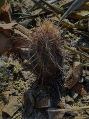 Thelocactus bicolor bicolor