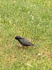 Sturnus vulgaris