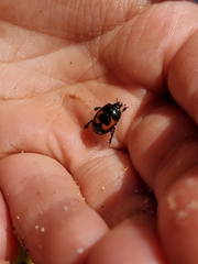 Spilodiscus arcuatus