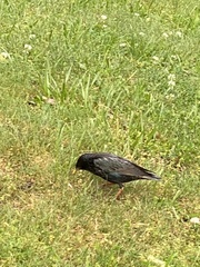 Sturnus vulgaris
