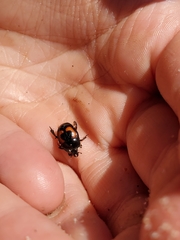 Spilodiscus arcuatus