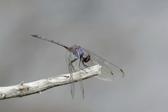 Trithemis aconita