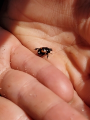 Spilodiscus arcuatus