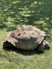 Centrochelys