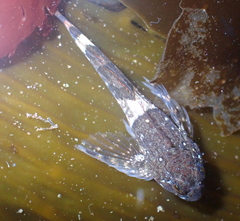Clinocottus globiceps