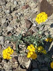 Psilostrophe gnaphalodes