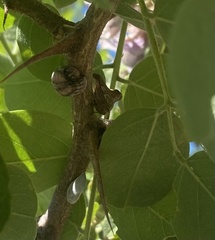Telamona gibbera