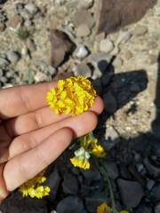 Psilostrophe gnaphalodes