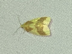 Cenopis diluticostana