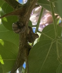 Telamona gibbera