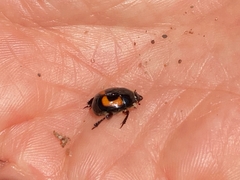 Spilodiscus arcuatus