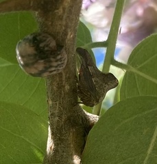 Telamona gibbera