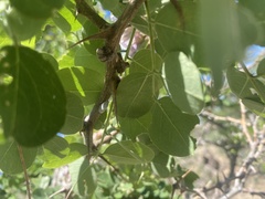 Telamona gibbera