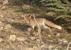 Vulpes vulpes arabica