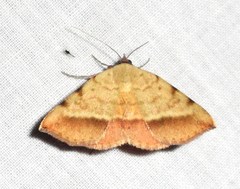 Hemeroplanis scopulepes