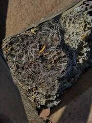 Coryphantha neglecta