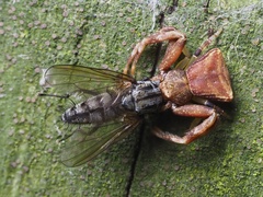 Pistius truncatus