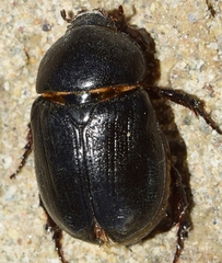 Pentodon algerinus