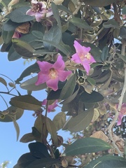 Lagunaria