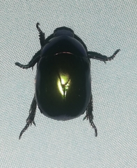 Macraspis rufonitida