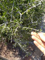 Schaefferia cuneifolia