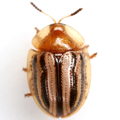 Agroiconota bivittata