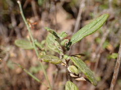 Monardella hypoleuca hypoleuca