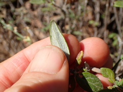 Monardella hypoleuca hypoleuca