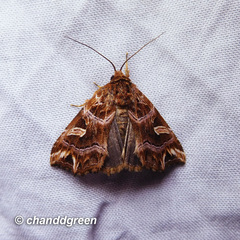 Callopistria exotica