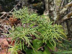 Doryopteris decipiens