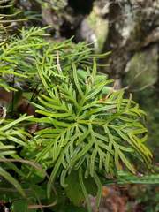 Doryopteris decipiens