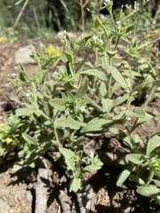 Allophyllum integrifolium