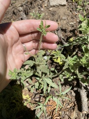 Allophyllum integrifolium