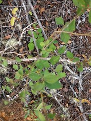 Triumfetta semitriloba