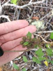 Triumfetta semitriloba