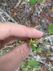 Triumfetta semitriloba