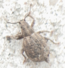 Myosides seriehispidus