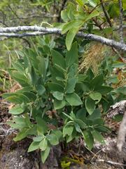 Wikstroemia oahuensis