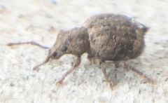 Myosides seriehispidus