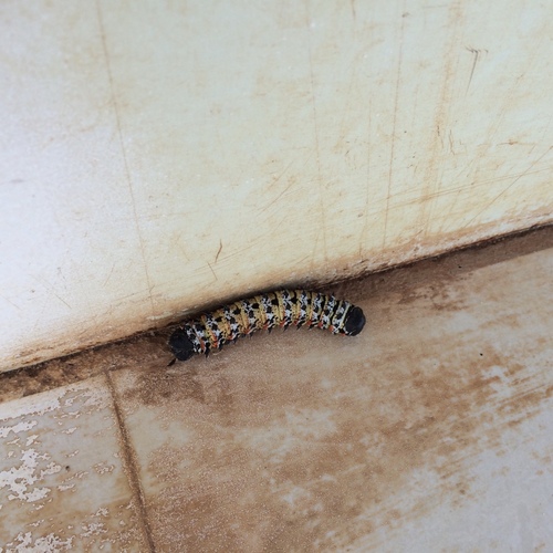 Mopane Worm