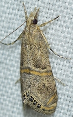 Euchromius vinculellus